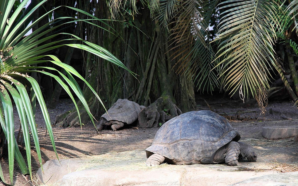 black turtle beside palm trees HD wallpaper